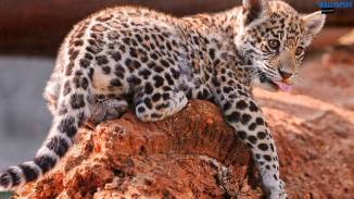 jaguar-cubs-bratislava-zoo-wallpaper-1280x768