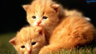 two-baby-kittens-wallpaper-1600x900