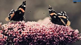 two-beautiful-butterflies-wallpaper-1600x900